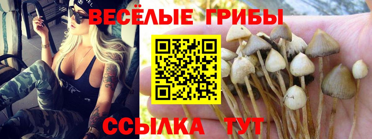 Псилоцибиновые грибы мицелий Междуреченск